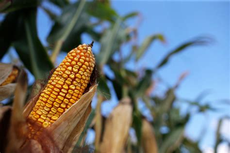 mr summers|Yes, corn can sweat. And it may be why hot Midwestern .